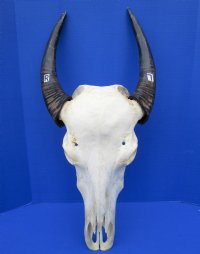 Asian Water Buffalo Skull for Sale with 17 inches Horns  (putty repair on skull) - Buy this one for $99.99