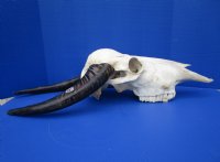 Asian Water Buffalo Skull for Sale with 17 inches Horns  (putty repair on skull) - Buy this one for $99.99