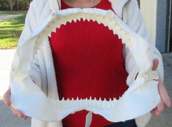 15 inches wide Authentic Bull Shark Jaw - Buy this one for $194.99