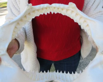 15 inches wide Authentic Bull Shark Jaw - Buy this one for $194.99