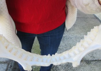 15 inches wide Authentic Bull Shark Jaw - Buy this one for $194.99