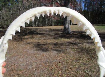15 inches wide Authentic Bull Shark Jaw - Buy this one for $194.99