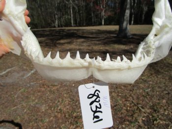 15 inches wide Authentic Bull Shark Jaw - Buy this one for $194.99