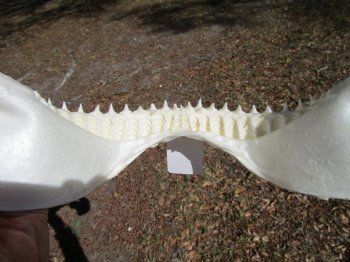 15 inches wide Authentic Bull Shark Jaw - Buy this one for $194.99