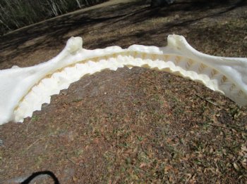 15 inches wide Authentic Bull Shark Jaw - Buy this one for $194.99
