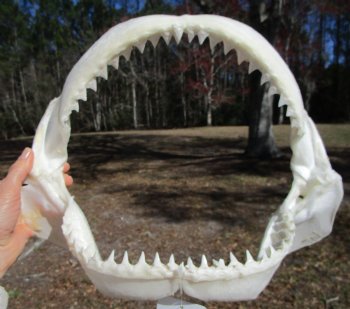 15 inches wide Authentic Bull Shark Jaw - Buy this one for $194.99