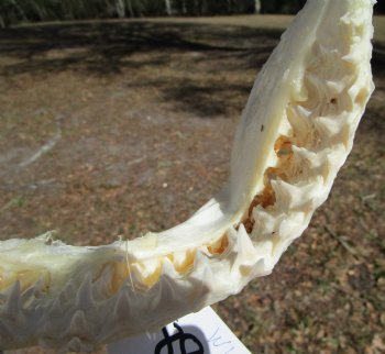13 inches wide Genuine Bull Shark Jaw (missing some front teeth) - Buy this one for $134.99
