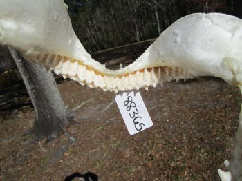 13 inches wide Genuine Bull Shark Jaw (missing some front teeth) - Buy this one for $134.99