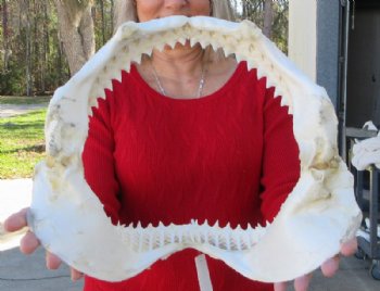 14 inches wide Genuine Bull Shark Jaw <font color=red> HAS VERY SHARP TEETH </FONT> (missing some front teeth) - Buy this one for $169.99