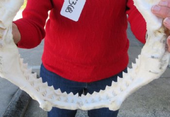 14 inches wide Genuine Bull Shark Jaw <font color=red> HAS VERY SHARP TEETH </FONT> (missing some front teeth) - Buy this one for $169.99