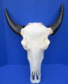 Asian Water Buffalo Skull for Sale with 13-1/2 inches Horns (Repair Putty on Skull) - Buy this one for $99.99