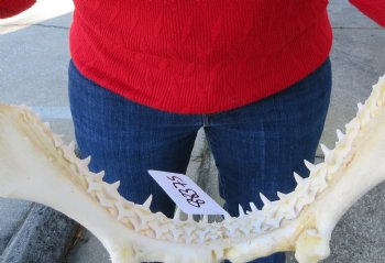 15 inches Real Blacktip Shark with <font color=red> Very Sharp Teeth </font> - Buy this one for $184.99