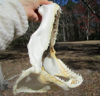 15 inches Real Blacktip Shark with <font color=red> Very Sharp Teeth </font> - Buy this one for $184.99