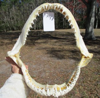 15 inches Real Blacktip Shark with <font color=red> Very Sharp Teeth </font> - Buy this one for $184.99