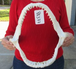 Authentic Blacktip Shark with <font color=red> Very Sharp Teeth </font> - Buy this one for $114.99