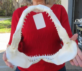 12-1/2 inches Authentic Blacktip Shark with <font color=red> Very Sharp Teeth </font> - Buy this one for $114.99