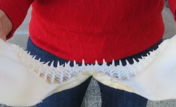 12-1/2 inches Authentic Blacktip Shark with <font color=red> Very Sharp Teeth </font> - Buy this one for $114.99