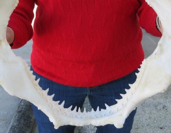 12-1/2 inches Authentic Blacktip Shark with <font color=red> Very Sharp Teeth </font> - Buy this one for $114.99