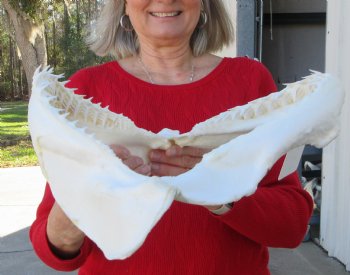 12-1/2 inches Authentic Blacktip Shark with <font color=red> Very Sharp Teeth </font> - Buy this one for $114.99