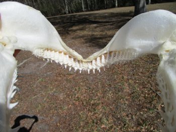 12-1/2 inches Authentic Blacktip Shark with <font color=red> Very Sharp Teeth </font> - Buy this one for $114.99