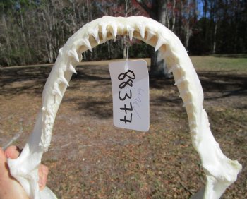 12-1/2 inches Authentic Blacktip Shark with <font color=red> Very Sharp Teeth </font> - Buy this one for $114.99