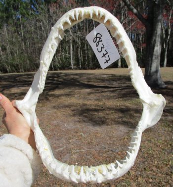 12-1/2 inches Authentic Blacktip Shark with <font color=red> Very Sharp Teeth </font> - Buy this one for $114.99