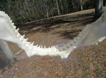 12-1/2 inches Authentic Blacktip Shark with <font color=red> Very Sharp Teeth </font> - Buy this one for $114.99