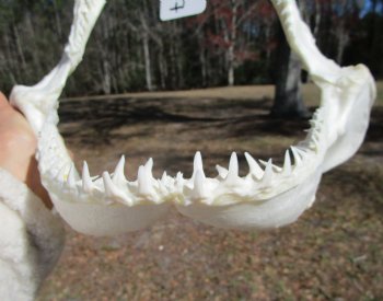 12-1/2 inches Authentic Blacktip Shark with <font color=red> Very Sharp Teeth </font> - Buy this one for $114.99