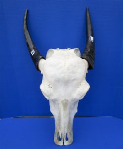 Authentic Water Buffalo Skull for Sale with 13-3/4 and 14-1/2 inches Horns, Grade B for $89.99