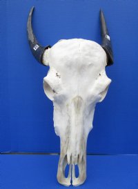 Authentic Water Buffalo Skull for Sale with 13-3/4 and 14-1/2 inches Horns, Grade B for $89.99