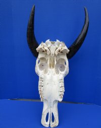 Authentic Water Buffalo Skull for Sale with 13-3/4 and 14-1/2 inches Horns, Grade B for $89.99