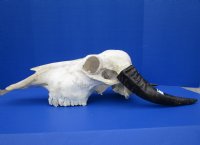 Authentic Water Buffalo Skull for Sale with 13-3/4 and 14-1/2 inches Horns, Grade B for $89.99