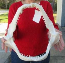 13-1/2 inches Authentic Blacktip Shark with <font color=red> Very Sharp Teeth </font> - Buy this one for $139.99