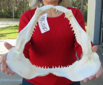 13-1/2 inches Authentic Blacktip Shark with <font color=red> Very Sharp Teeth </font> - Buy this one for $139.99