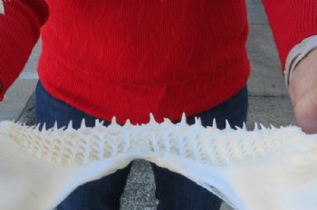 13-1/2 inches Authentic Blacktip Shark with <font color=red> Very Sharp Teeth </font> - Buy this one for $139.99