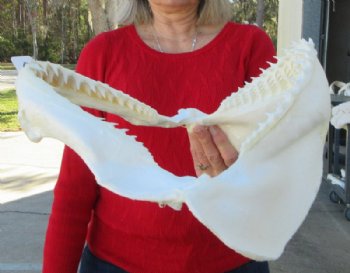 13-1/2 inches Authentic Blacktip Shark with <font color=red> Very Sharp Teeth </font> - Buy this one for $139.99