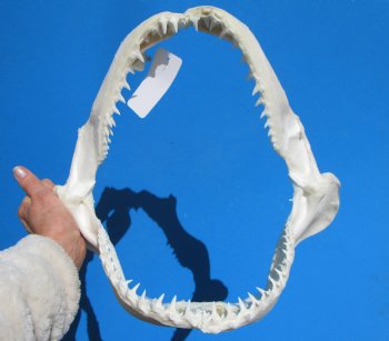 13-1/2 inches Authentic Blacktip Shark with <font color=red> Very Sharp Teeth </font> - Buy this one for $139.99