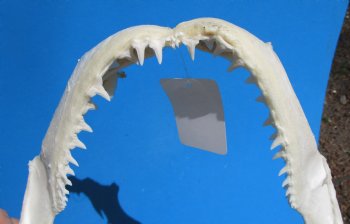 13-1/2 inches Authentic Blacktip Shark with <font color=red> Very Sharp Teeth </font> - Buy this one for $139.99