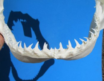 13-1/2 inches Authentic Blacktip Shark with <font color=red> Very Sharp Teeth </font> - Buy this one for $139.99