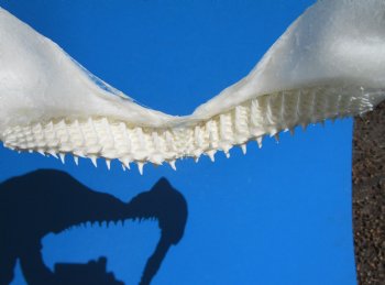 13-1/2 inches Authentic Blacktip Shark with <font color=red> Very Sharp Teeth </font> - Buy this one for $139.99