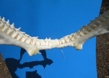 13-1/2 inches Authentic Blacktip Shark with <font color=red> Very Sharp Teeth </font> - Buy this one for $139.99