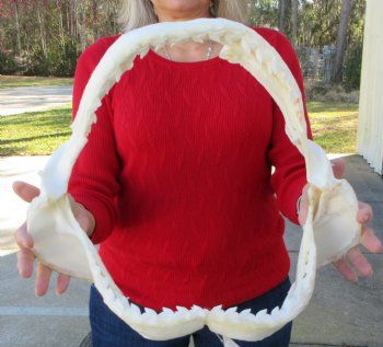 Shark Jaws - Tiger, Bull, Blacktip