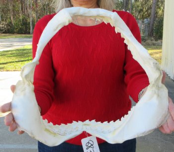 15-1/2 inches Tiger Shark Jaw, (Galeocerdo cuvier) <font color=red> WITH EXTREMELY SHARK TEETH</FONT> - Buy this one for $194.99