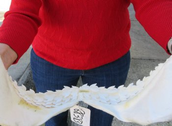 15-1/2 inches Tiger Shark Jaw, (Galeocerdo cuvier) <font color=red> WITH EXTREMELY SHARK TEETH</FONT> - Buy this one for $194.99