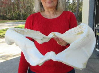 15-1/2 inches Tiger Shark Jaw, (Galeocerdo cuvier) <font color=red> WITH EXTREMELY SHARK TEETH</FONT> - Buy this one for $194.99