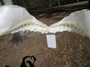15-1/2 inches Tiger Shark Jaw, (Galeocerdo cuvier) <font color=red> WITH EXTREMELY SHARK TEETH</FONT> - Buy this one for $194.99
