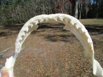 15-1/2 inches Tiger Shark Jaw, (Galeocerdo cuvier) <font color=red> WITH EXTREMELY SHARK TEETH</FONT> - Buy this one for $194.99