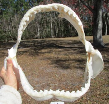 15-1/2 inches Tiger Shark Jaw, (Galeocerdo cuvier) <font color=red> WITH EXTREMELY SHARK TEETH</FONT> - Buy this one for $194.99