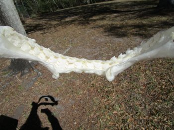 15-1/2 inches Tiger Shark Jaw, (Galeocerdo cuvier) <font color=red> WITH EXTREMELY SHARK TEETH</FONT> - Buy this one for $194.99