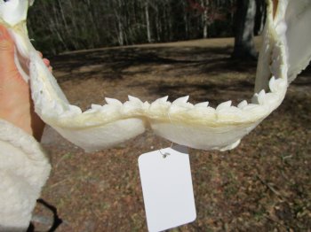 15-1/2 inches Tiger Shark Jaw, (Galeocerdo cuvier) <font color=red> WITH EXTREMELY SHARK TEETH</FONT> - Buy this one for $194.99